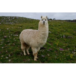 Lama, Kamel og Yak uld