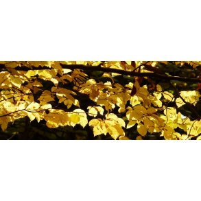 Garn med plantefibre (Tencel/Lyocell/Viscose)