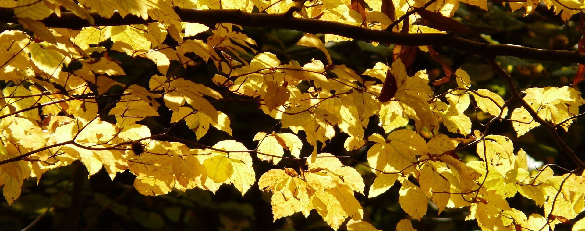 Garn med plantefibre (Tencel/Lyocell/Viscose)